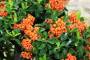 6 - Bonsai di Pyracantha Coccinea (170)