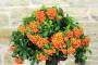 7 - Bonsai di Pyracantha Coccinea (170)