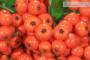 8 - Bonsai di Pyracantha Coccinea (170)