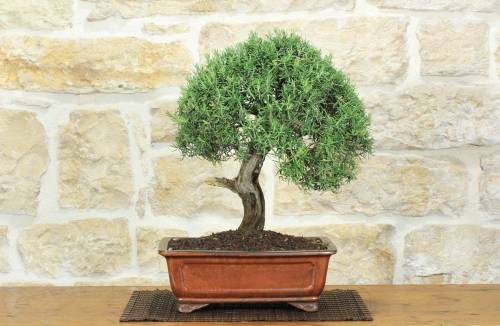 1 - Bonsai di Rosmarino (60)