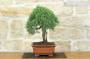 2 - Bonsai di Rosmarino (60)