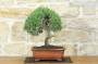 3 - Bonsai di Rosmarino (60)