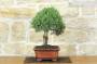 4 - Bonsai di Rosmarino (60)