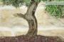 5 - Bonsai di Rosmarino (60)