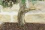 6 - Bonsai di Rosmarino (60)