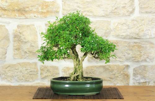 1 - Bonsai di Serissa (2)
