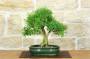 1 - Bonsai di Serissa (2)