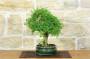 2 - Bonsai di Serissa (2)