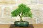 3 - Bonsai di Serissa (2)