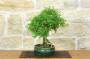 4 - Bonsai di Serissa (2)