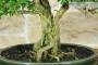 5 - Bonsai di Serissa (2)