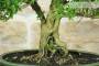 6 - Bonsai di Serissa (2)