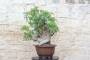 1 - Bonsai di Fico (86)