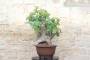 2 - Bonsai di Fico (86)