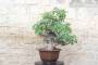 3 - Bonsai di Fico (86)