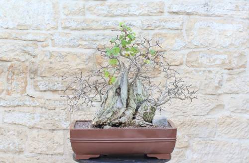 1 - Bonsai di Gelso Nero (7)