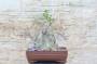 3 - Bonsai di Gelso Nero (7)