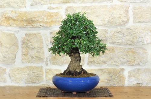 1 - Bonsai di Olmo Parvifolia (9)
