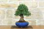 1 - Bonsai di Olmo Parvifolia (9)