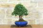 2 - Bonsai di Olmo Parvifolia (9)