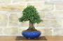 3 - Bonsai di Olmo Parvifolia (9)