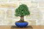 4 - Bonsai di Olmo Parvifolia (9)
