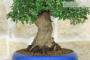 5 - Bonsai di Olmo Parvifolia (9)