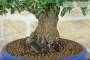 6 - Bonsai di Olmo Parvifolia (9)