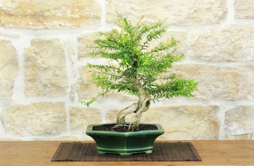 1 - Bonsai di Phyllanthus (13)