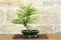 3 - Bonsai di Phyllanthus (13)