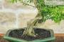 6 - Bonsai di Phyllanthus (13)