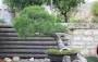 1 - Bonsai di Pino d'Aleppo (12)