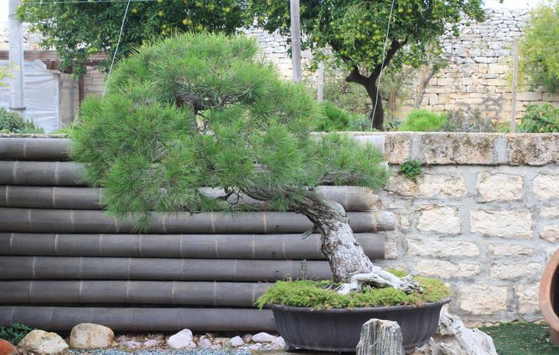 1 - Bonsai di Pino d'Aleppo (12)