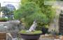 2 - Bonsai di Pino d'Aleppo (12)