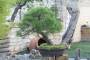 5 - Bonsai di Pino d'Aleppo (12)