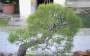 6 - Bonsai di Pino d'Aleppo (12)