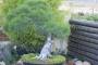 8 - Bonsai di Pino d'Aleppo (12)