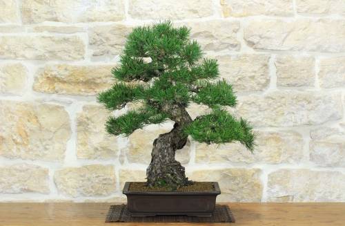 1 - Bonsai di Pino Nero Thunbergii (86)