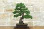 1 - Bonsai di Pino Nero Thunbergii (86)