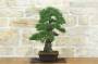 2 - Bonsai di Pino Nero Thunbergii (86)