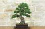 3 - Bonsai di Pino Nero Thunbergii (86)