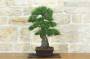 4 - Bonsai di Pino Nero Thunbergii (86)