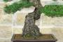 5 - Bonsai di Pino Nero Thunbergii (86)