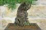 6 - Bonsai di Pino Nero Thunbergii (86)