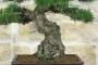 7 - Bonsai di Pino Nero Thunbergii (86)