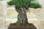 8 - Bonsai di Pino Nero Thunbergii (86)