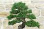 9 - Bonsai di Pino Nero Thunbergii (86)