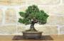 1 - Bonsai di Pino Nero Thunbergii Kotobukii (1)