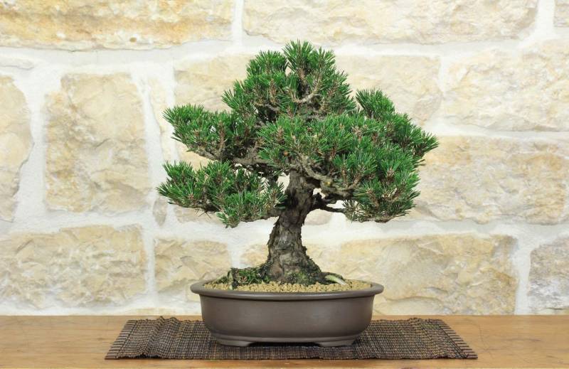 1 - Bonsai di Pino Nero Thunbergii Kotobukii (1)