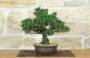 2 - Bonsai di Pino Nero Thunbergii Kotobukii (1)